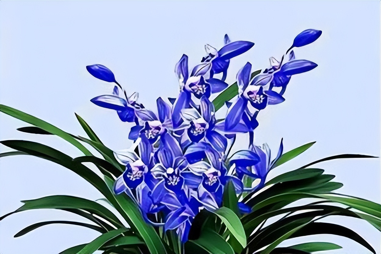 特别神秘的兰花花色罕见香味持久,此兰