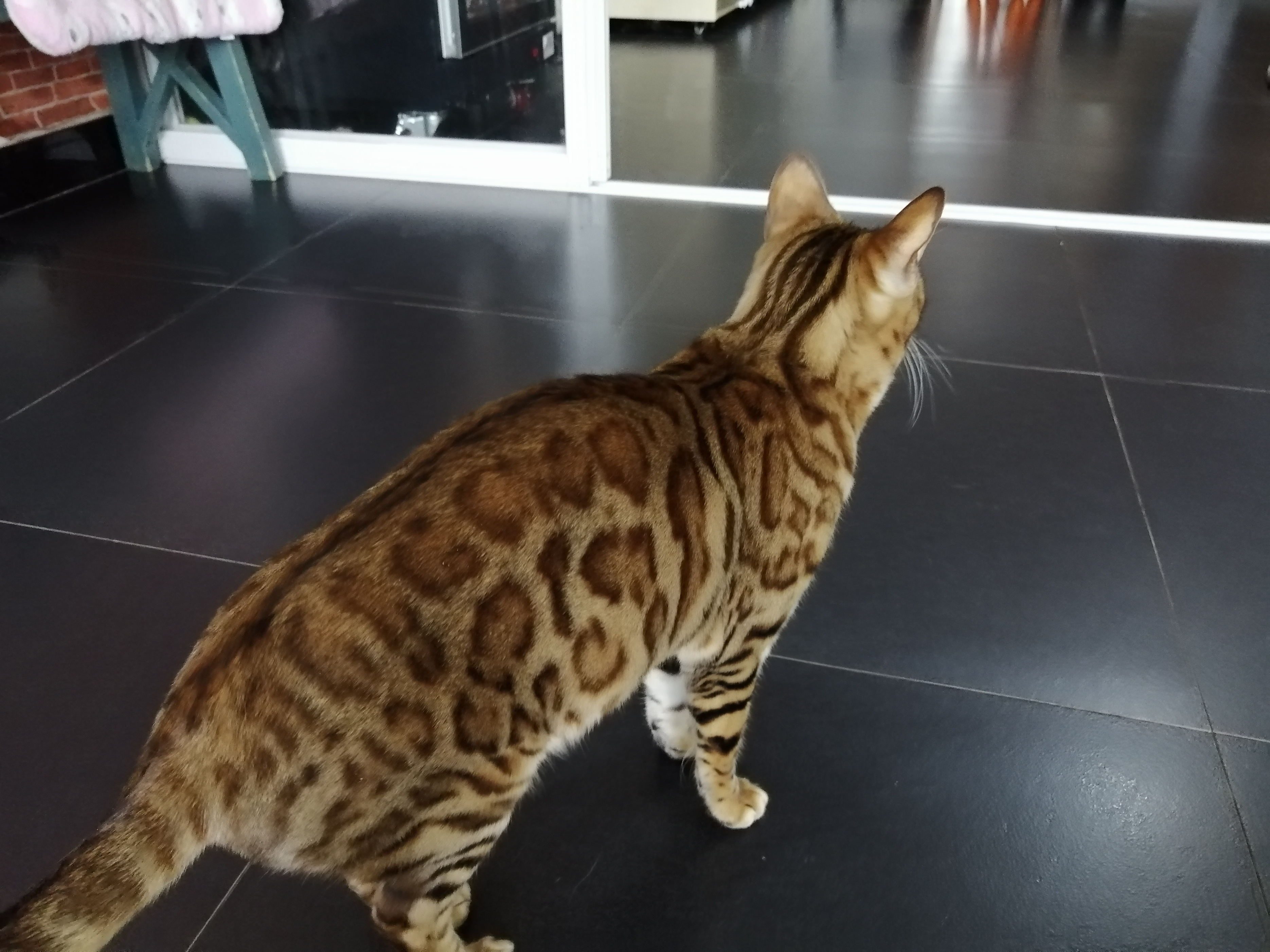 狸花猫真的不容易生病吗,狸花猫没有跳蚤吗