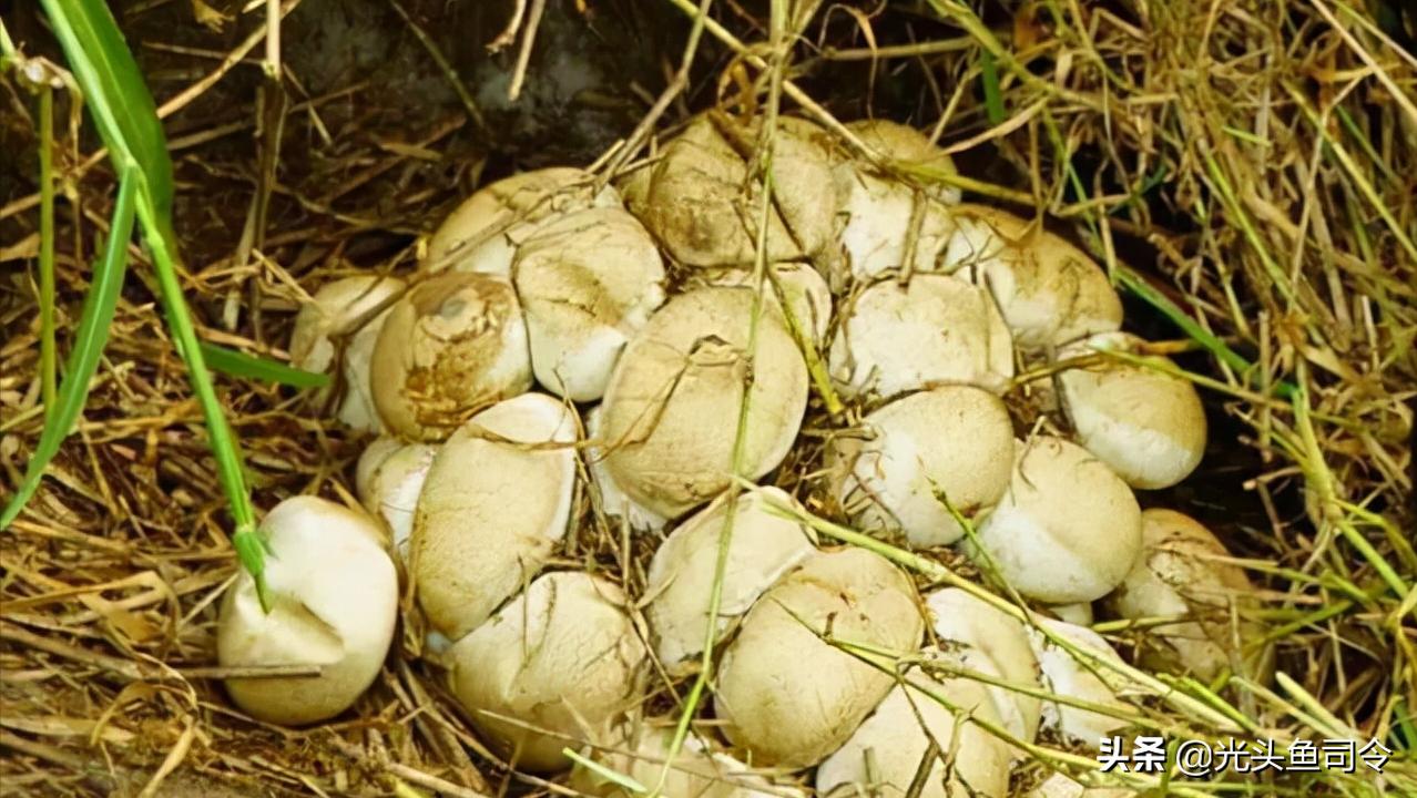 缅甸蟒长大后的天敌除了人有哪些,缅甸蟒喜欢什么样栖息环境