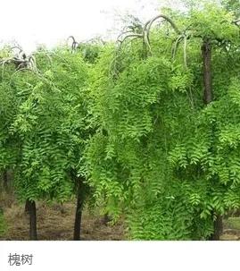 钻木取火木材着火点,适合钻木取火的木材