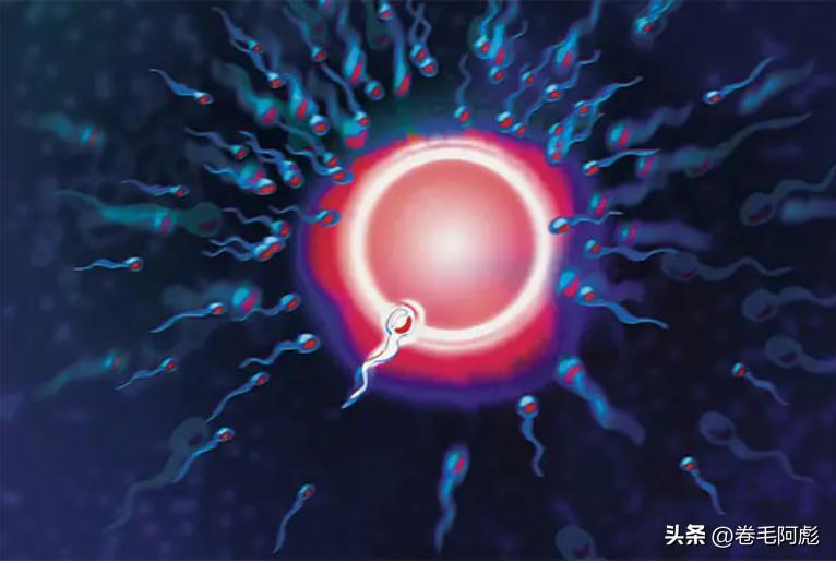 为什么只有一个精子能与卵子结合,两亿精子有多少