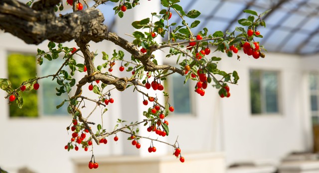 山货怎么赚钱,农村山货怎么赚钱