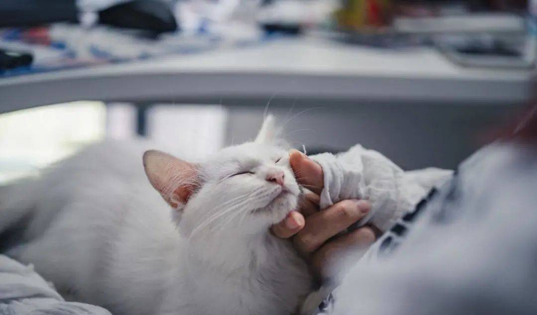 养猫之后的生活会有4点改变,养猫之后这6件事你一件也逃不掉