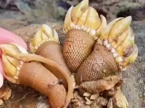 最丑的海鱼,最好吃的丑海鲜