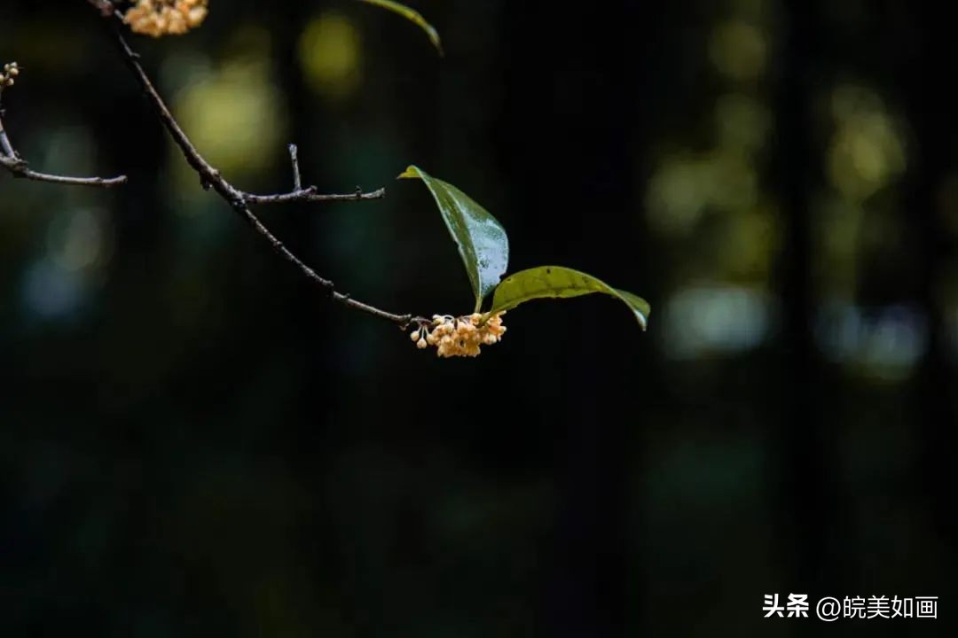 安徽大学好看的风景,高校最美秋景