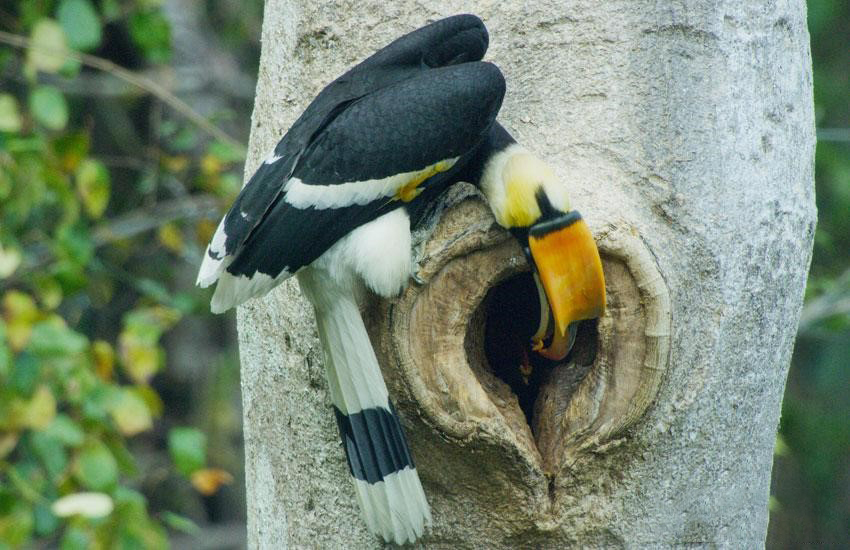 6000只盔犀鸟，被活着剃下头骨，然后刻上佛像售卖