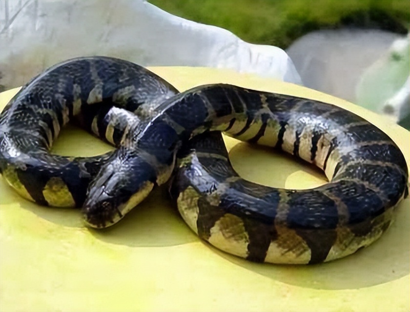 丛林探险美食大全,真正的丛林美食有哪些