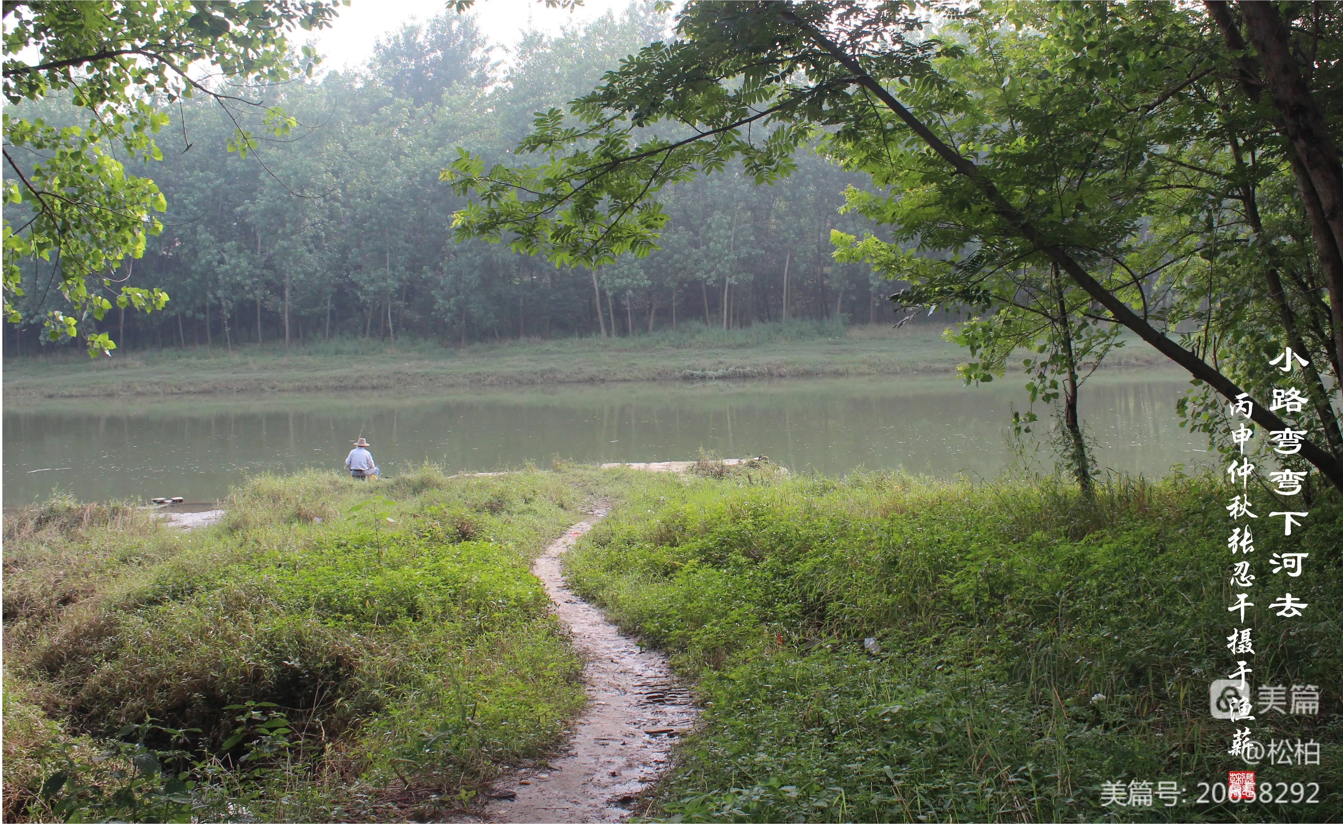 松柏古树图片,松柏古筝品牌