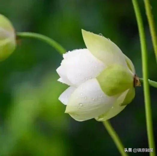 尘缘讲的是人生感悟吗,看淡尘缘自安心的句子