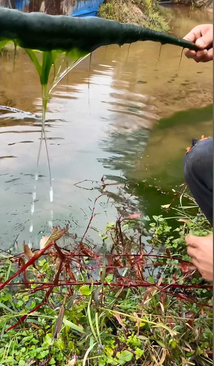 老杨啊：“黑暗料理”狗看了都摇头，却成为全网女人最想嫁的男人