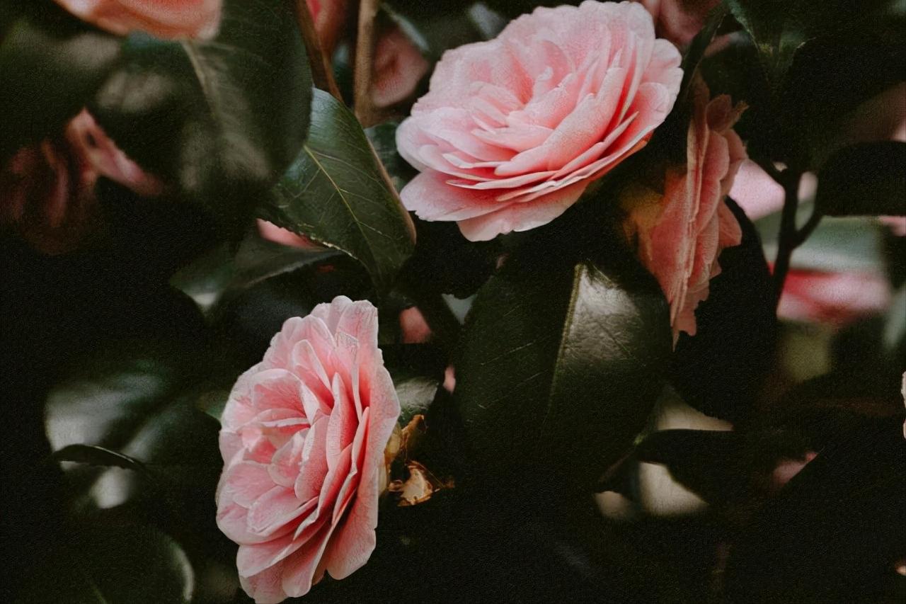 男人偷偷喜欢,男人偷偷喜欢一个女人