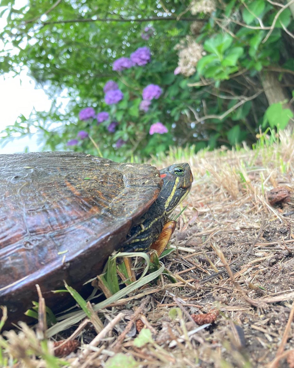 巴西龟龟壳发白有腐皮,巴西龟爪子发白怎么治