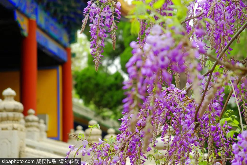 紫藤花开如瀑全景,梦幻紫藤花开如瀑