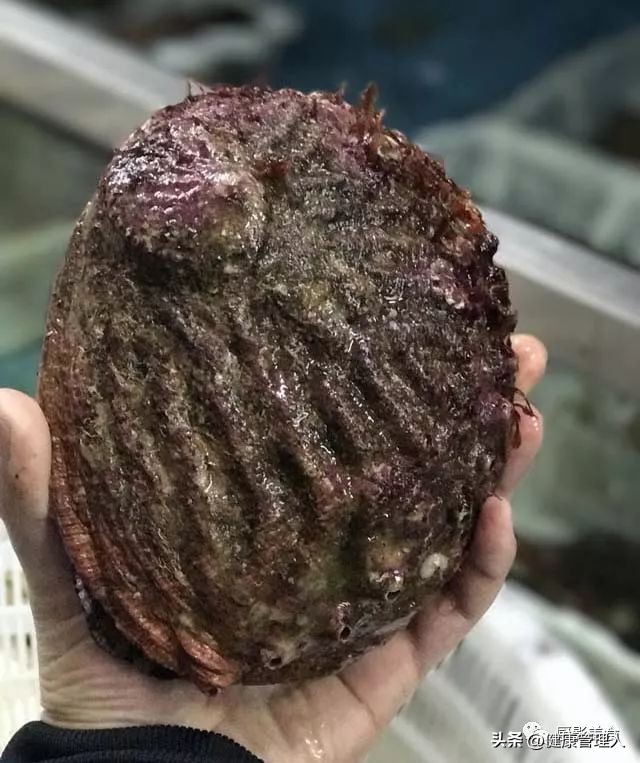 海鲜贝类品种大全及名字,22种海鲜贝类做法大全