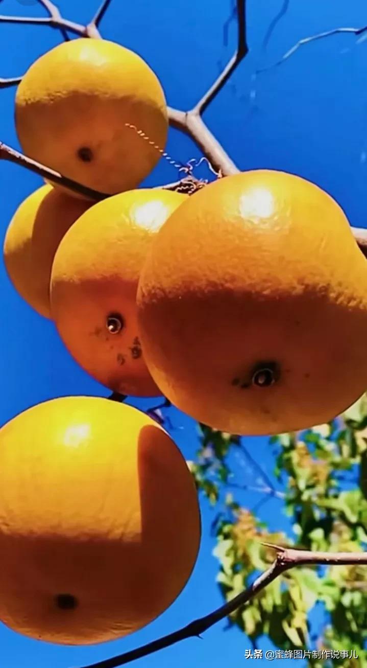 壁纸美图,各种水果,果香四溢,酸甜可口,丰收的喜悦