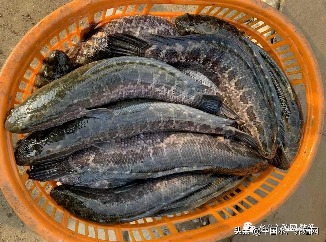 广东广西江苏养殖户先后受灾！鳜鱼鲈鱼鳜鱼黑鱼涨，对虾鮰鱼连跌