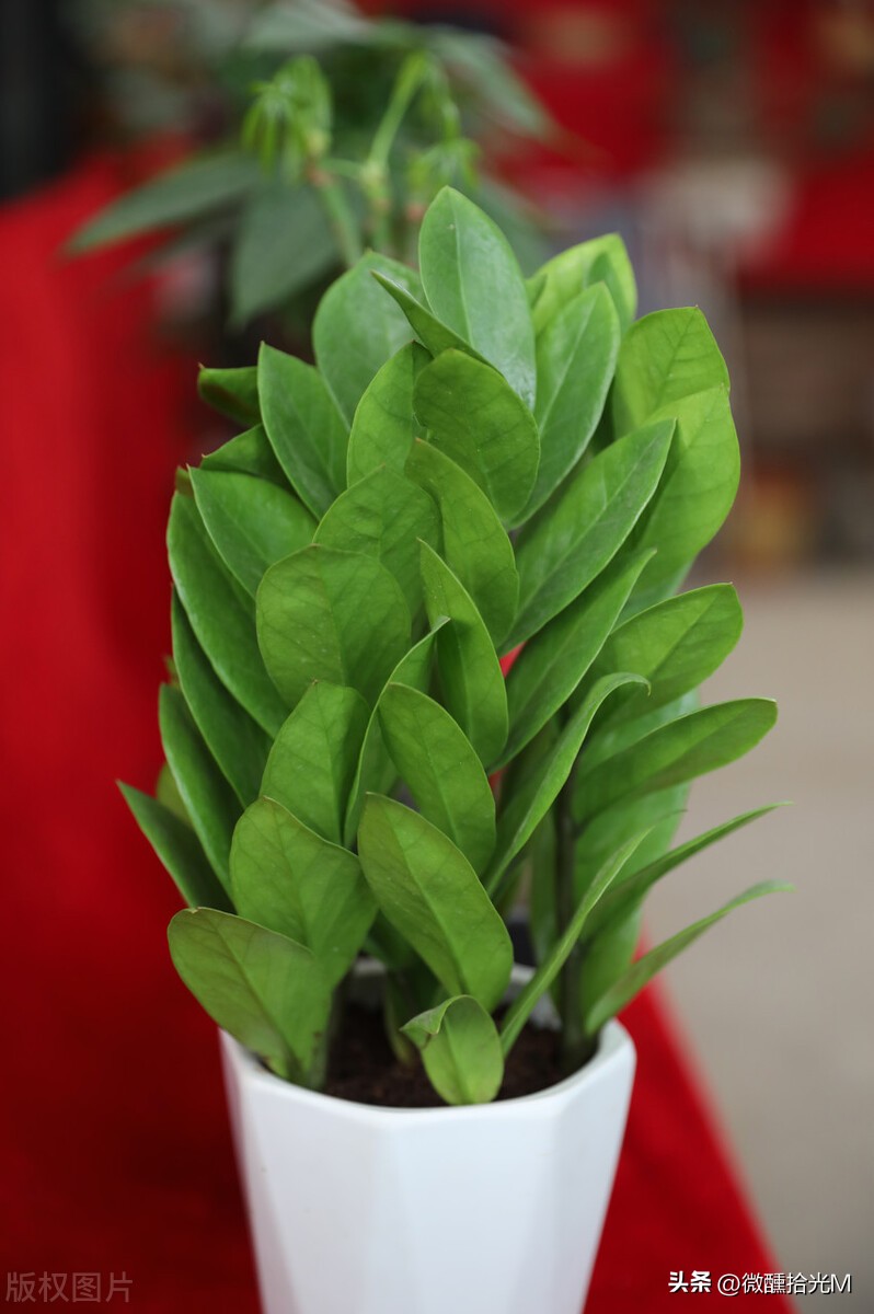 这几种植物千万不要扔,这5种绿植千万不要买