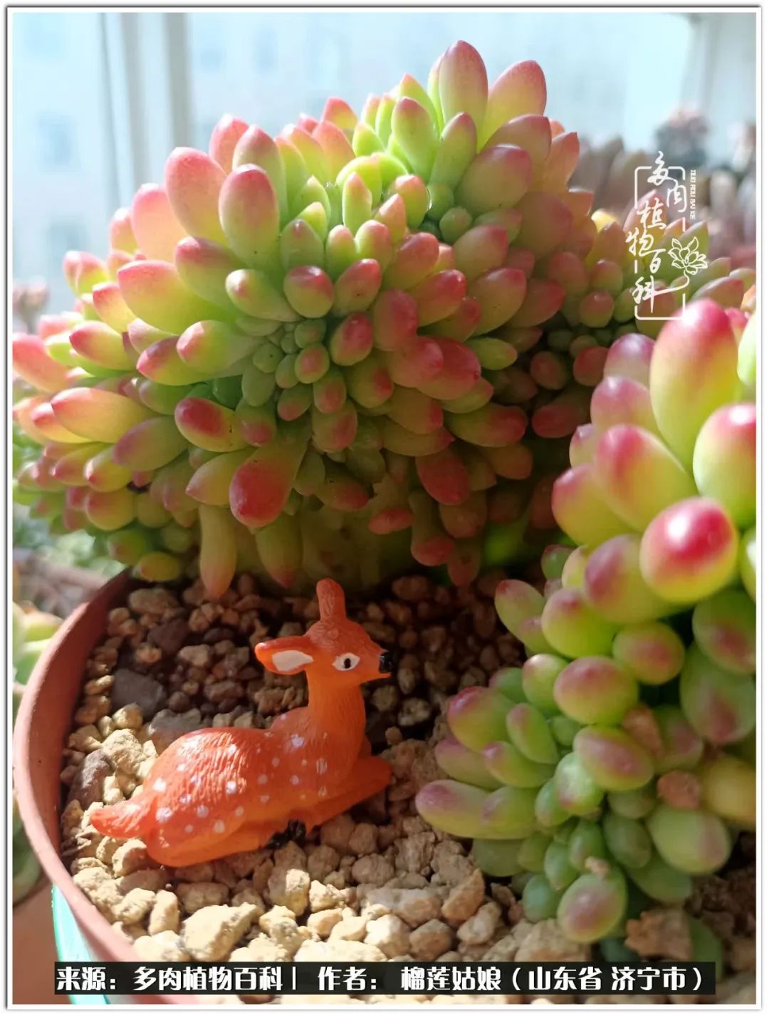 繁花似锦觅安宁淡如流水度一生,繁花似锦觅安宁淡云流水度人生