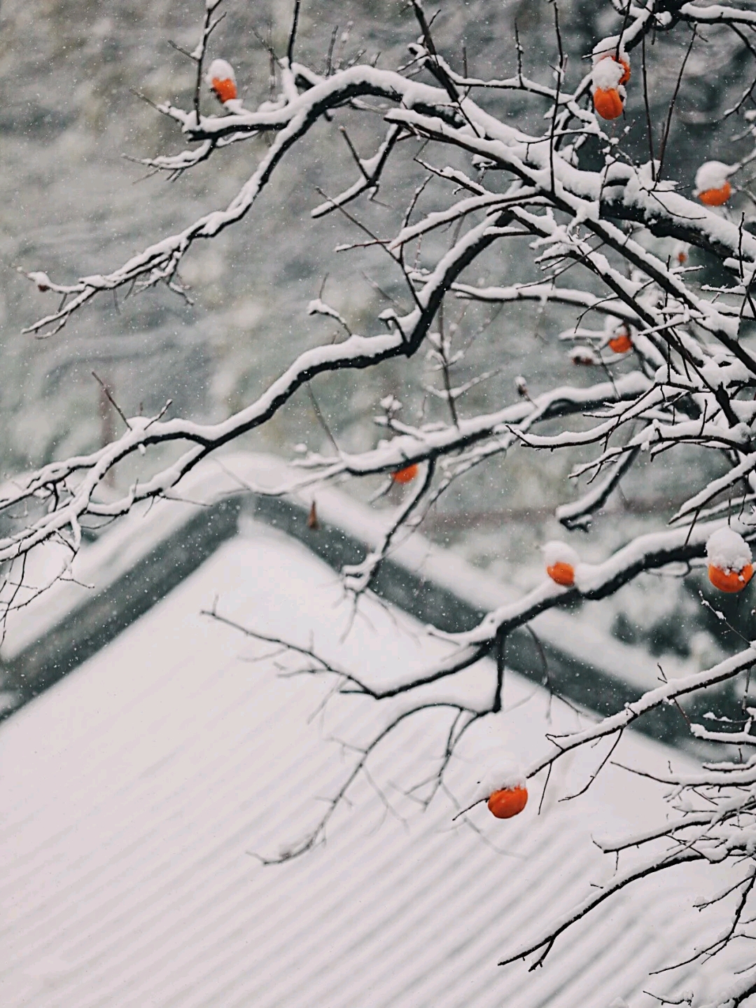罗莱夏朵广州,罗莱夏朵中国酒店