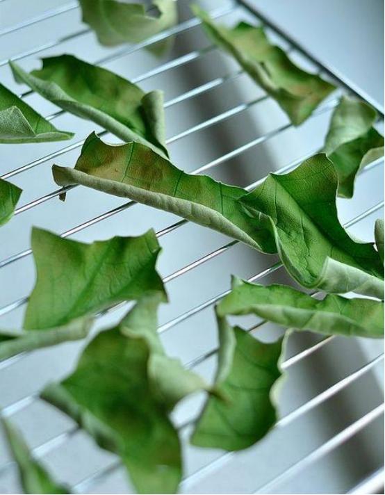 荷叶烘干过程图解,荷叶茶制作全过程