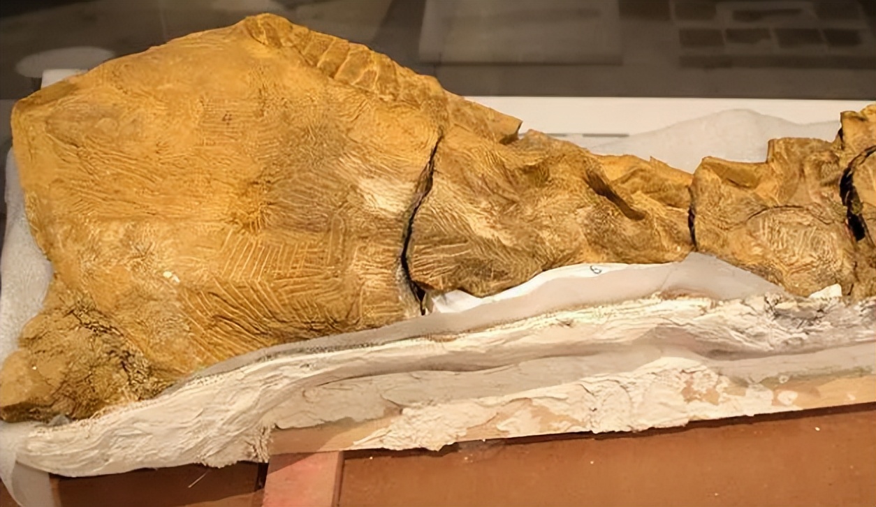 各种古生物化石图片,神秘的地球古生物昆虫化石