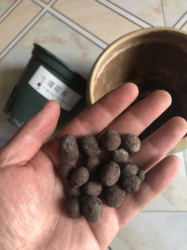 植物移盆需要注意什么,植物上盆注意什么