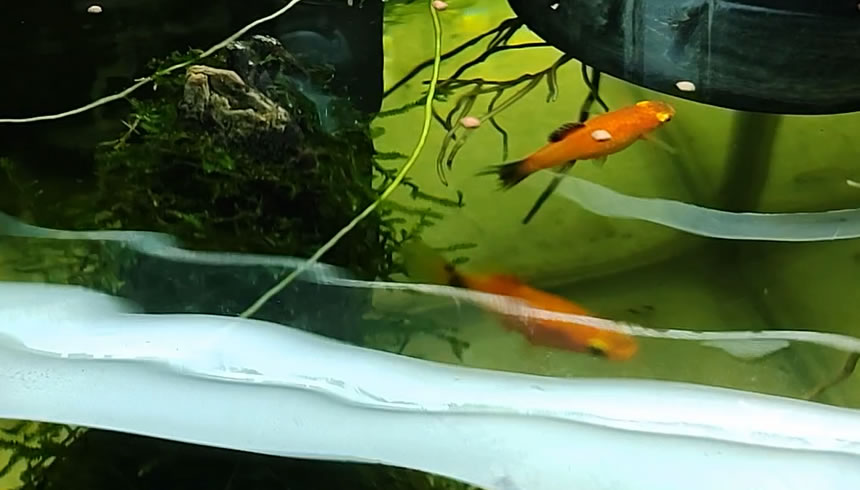 鱼不喜欢开口怎么办,春天鱼不吃食是什么原因