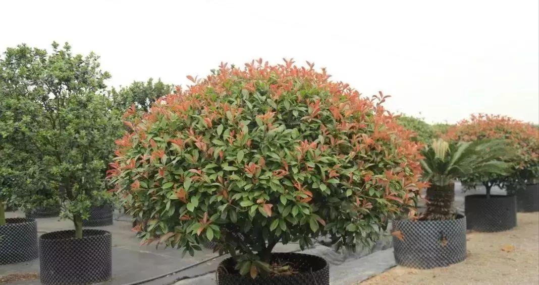 种植技术17问，园林人你知道这些么？