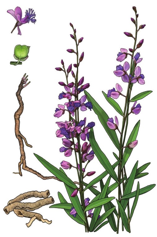 耳鸣耳聋特效中药,聪耳丸耳鸣耳聋特效方