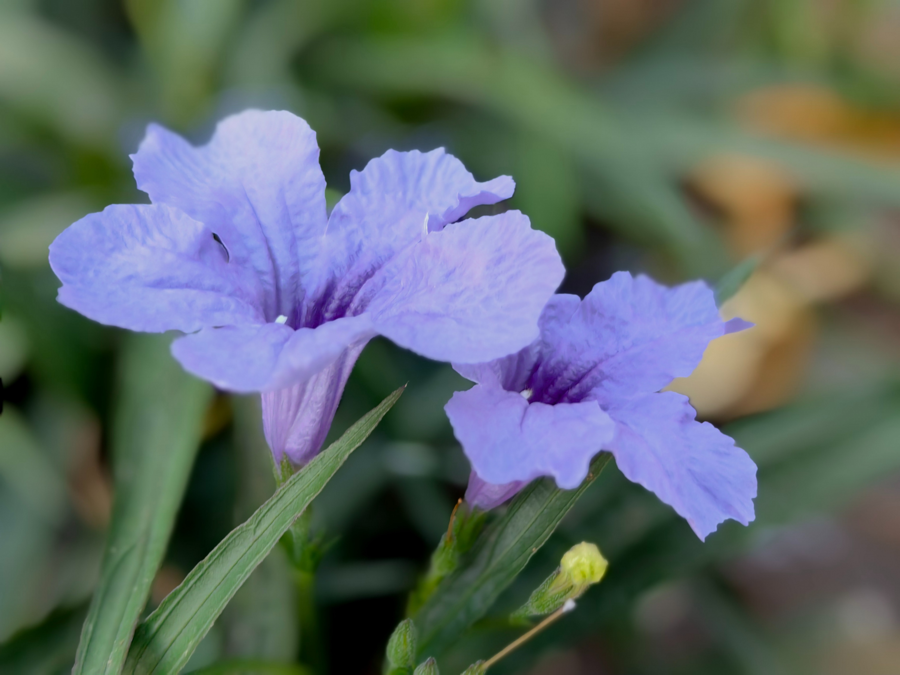 紫色兰花草:,蓝色花草品种