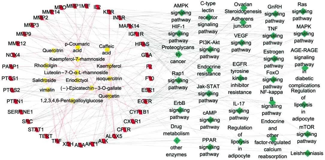 唐古红景天干预肺动脉高压作用机制的网络药理学研究