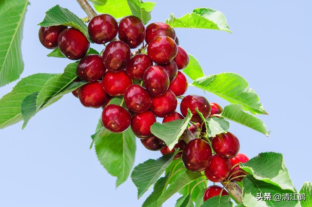 樱桃好吃树难栽完整故事,樱桃好吃树难栽家常版完整版