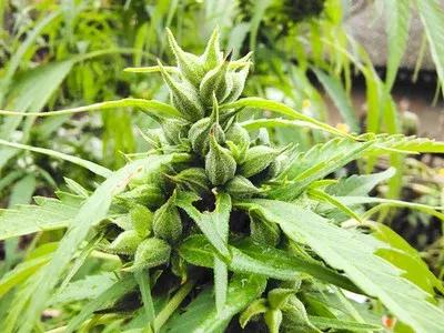 麻籽是五谷之一吗,麻子是不是主食