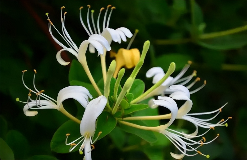 肝火旺湿气重吃什么饭调理,肝火旺夏季吃什么食物调理