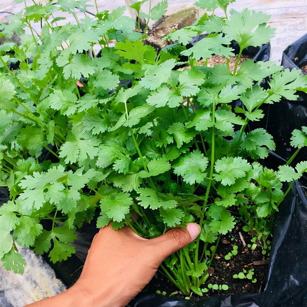 阳台种菜可以多茬采收,在阳台种菜最快采收的五种蔬菜