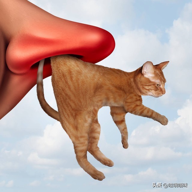 对猫咪过敏症状不严重可以养猫吗,对猫咪过敏有什么可以解决的嘛