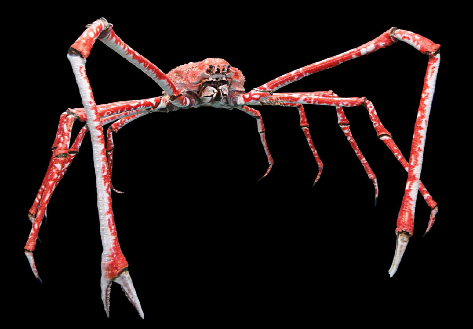 12张让人惊叹的动物的照片,眼界大开30张活久见的动物图