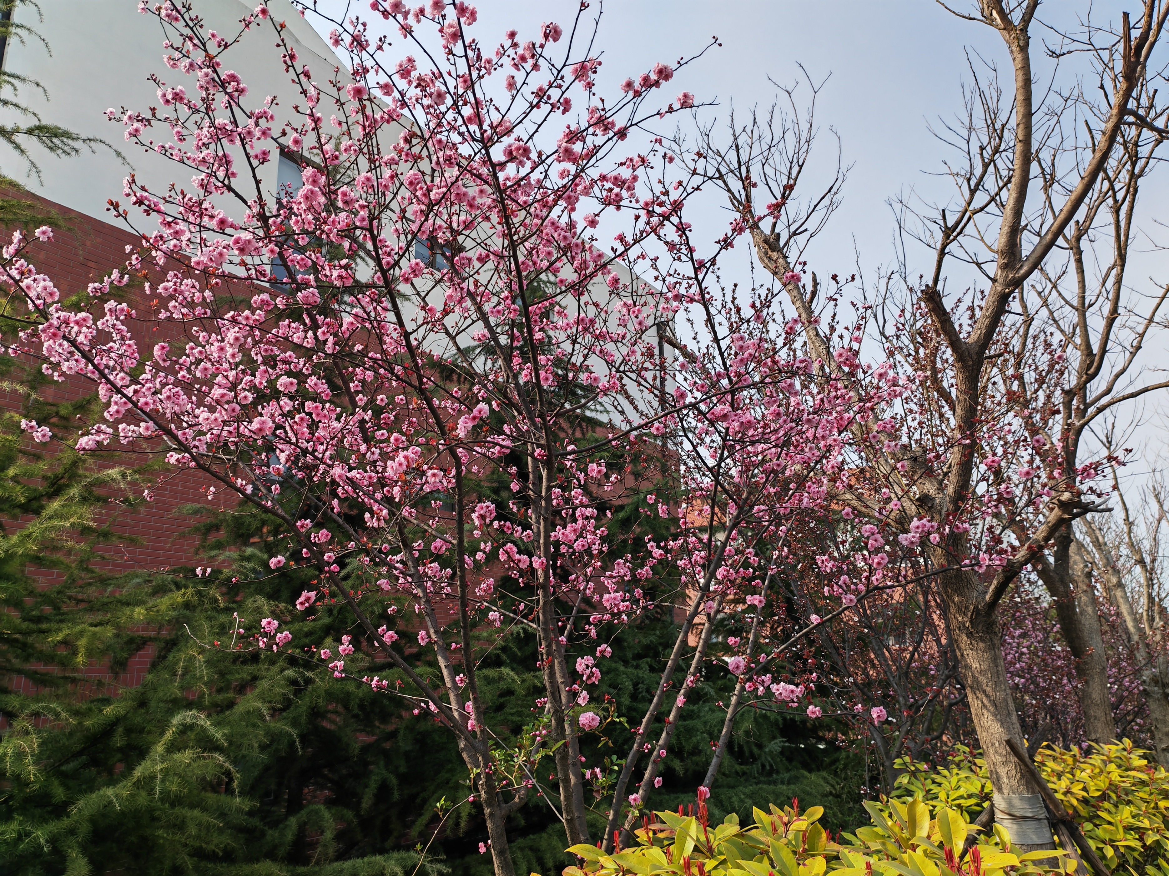 杏花桃花梨花荷花的诗有哪些,关于描写桃花杏花的唯美诗句