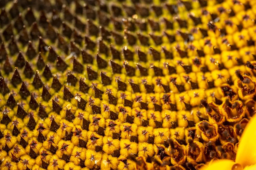 老蛙9mm全画幅镜头评测,老蛙100mmf2.8与2.9微距镜头