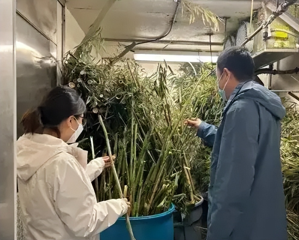 多少人关注丫丫,现在有多少人在关注丫丫