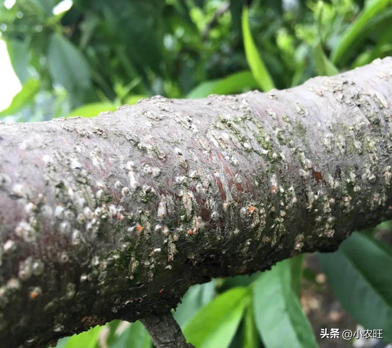 桃树蚧壳虫的防与治,冬季桃树蚧壳虫怎样彻底消灭