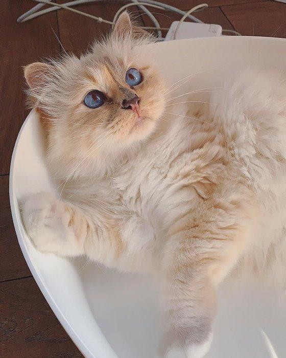 刘雯邓文迪,邓文迪杨紫琼