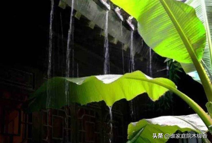 双调水仙子夜雨元徐再思读音,徐再思水仙子夜雨全文手写图片