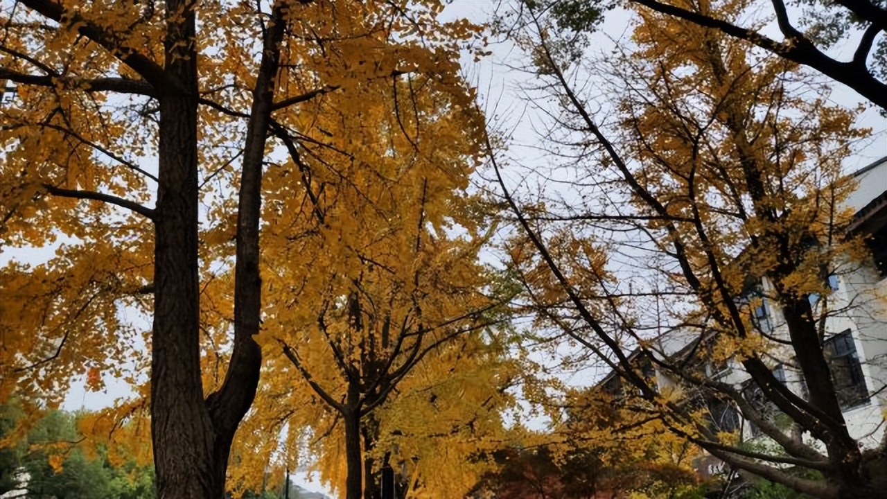 苏州秋季旅游最值得去的地方,苏州赏秋一日游攻略