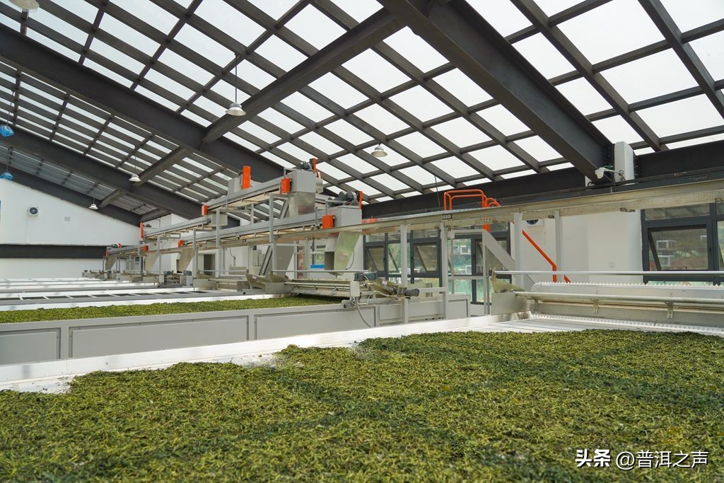 景迈山制茶,全国首条智能制茶工在景迈山上岗