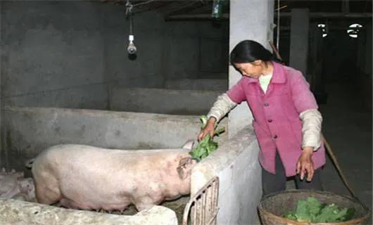 在农村搞养殖哪种可靠又赚钱,农村搞什么养殖不愁销路能赚钱