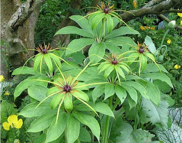 这些年价格飞涨好种的中药材,昂贵的中药材种植