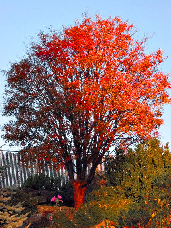 绿化一棵景观树多少钱,一百亩地的绿化树值多少钱