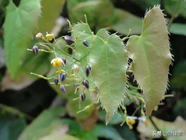 *阳药壮**治癌,募资20亿的盛诺基“钱”景如何?