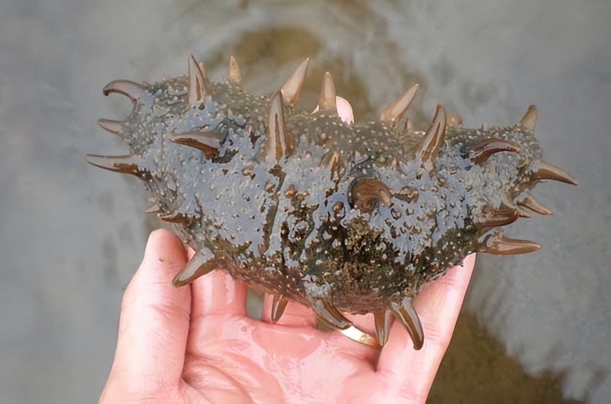 海参的养殖技巧和方法,海参如何养殖有哪些管理注意事项